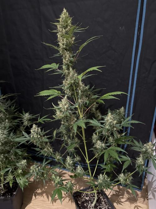Lemon haze auto 🍋. Week 10