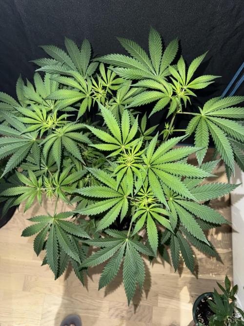 Money maker greenhouse💰. Week 1 - 1/3