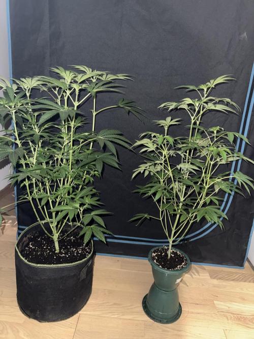 Money maker greenhouse💰. Week 1 - 1/3 e 2/3