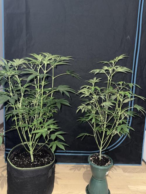 Money maker greenhouse💰. Week 1 - 1/3 and 2/3