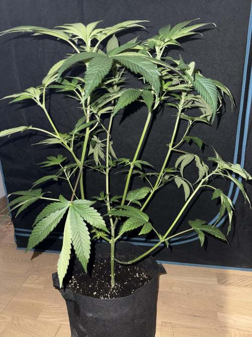 Money maker greenhouse💰. Week 1 - 3/3