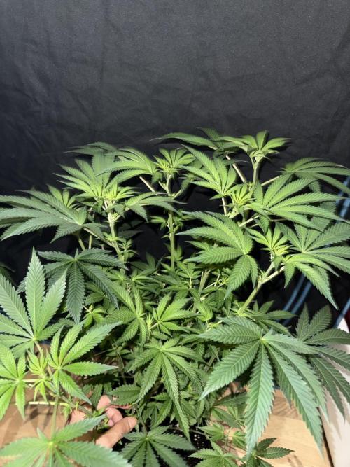 Money maker greenhouse💰. Week 1 - 1/3