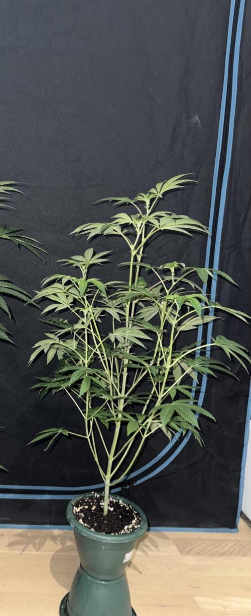 Money maker greenhouse💰. Week 1 - 2/3  1L pot