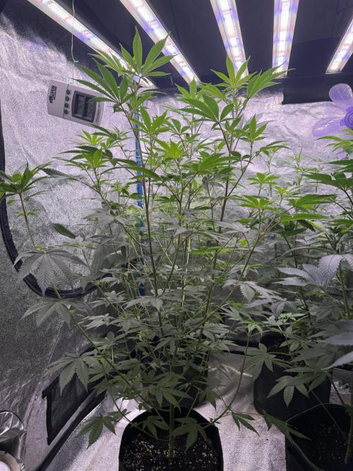 Super boof barney’s farm🍒. Week 1 - 1/2