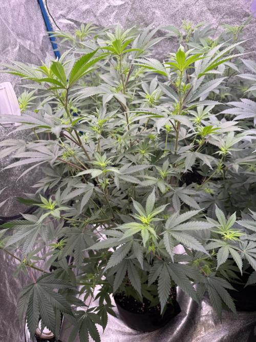 Super boof barney’s farm🍒. Week 1 - 1/2