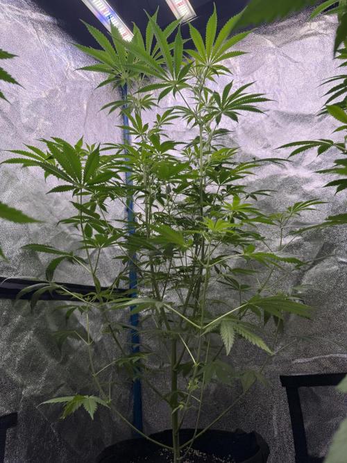 Super boof barney’s farm🍒. Week 1 - 2/2