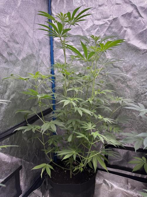 Super boof barney’s farm🍒. Week 1 - 2/2