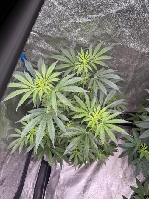 Super boof barney’s farm🍒. Week 1 - 2/2