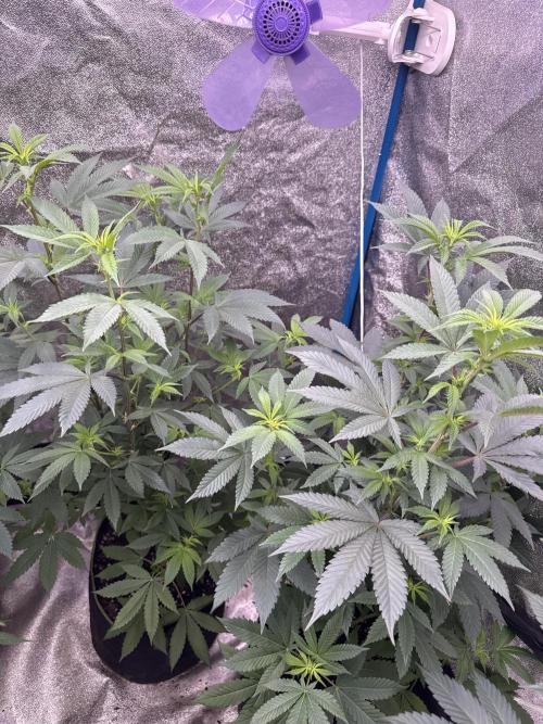 BackpackboyzXBarney’s bubblegum gelato🍧. Week 1