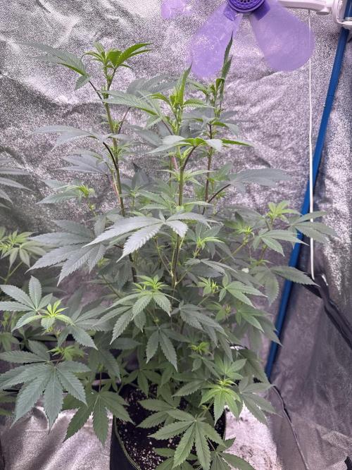 BackpackboyzXBarney’s bubblegum gelato🍧. Week 1