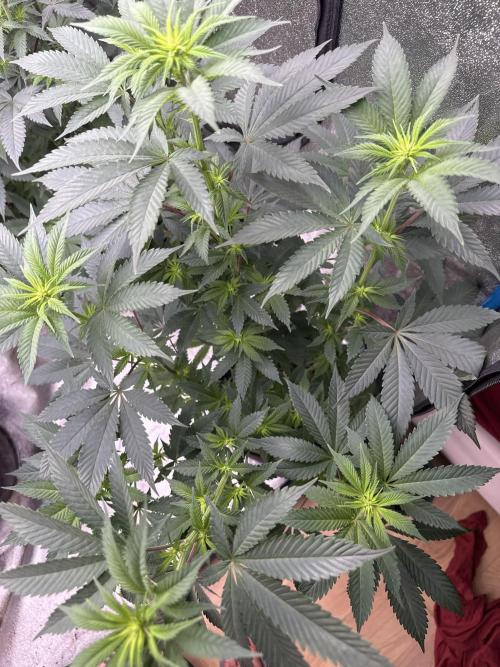 BackpackboyzXBarney’s bubblegum gelato🍧. Week 1