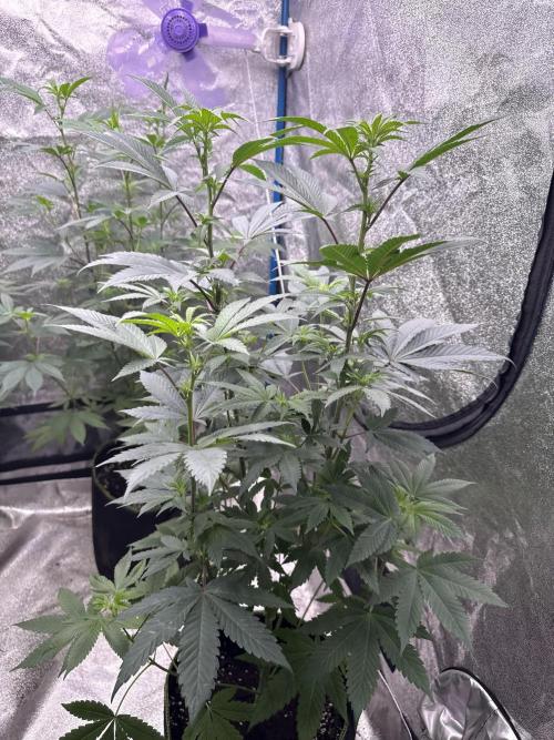 BackpackboyzXBarney’s bubblegum gelato🍧. Week 1