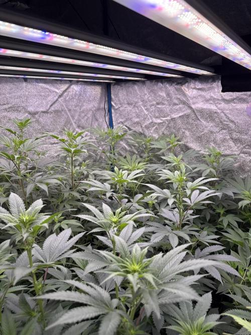 Multistrain indoor box  🌳. Week 2