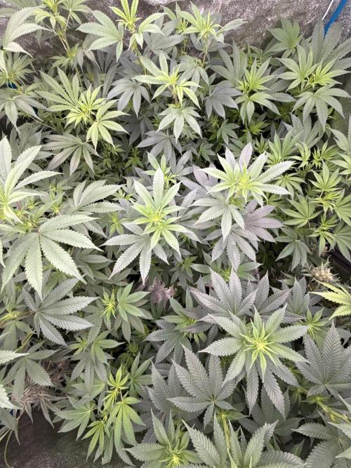 Multistrain indoor box  🌳. Week 2