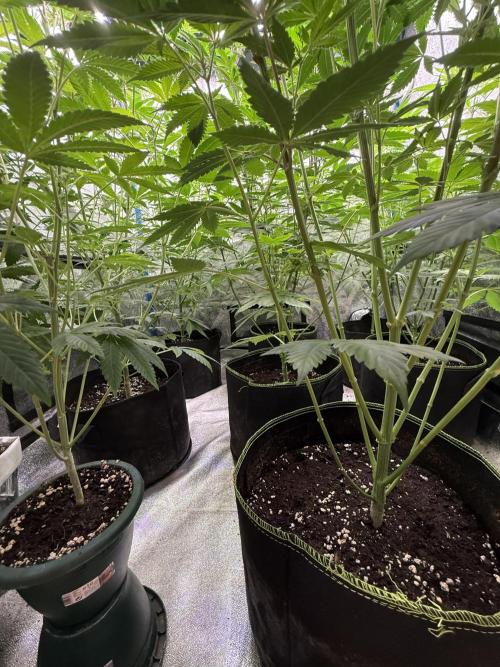 Multistrain indoor box  🌳. Week 2