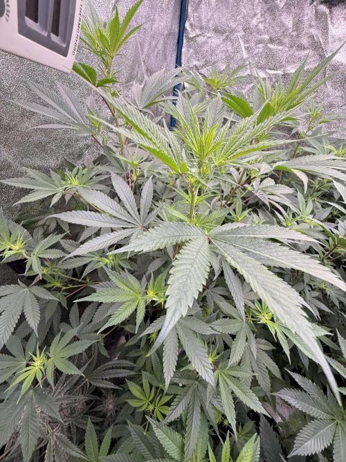 Multistrain indoor box  🌳. Week 2