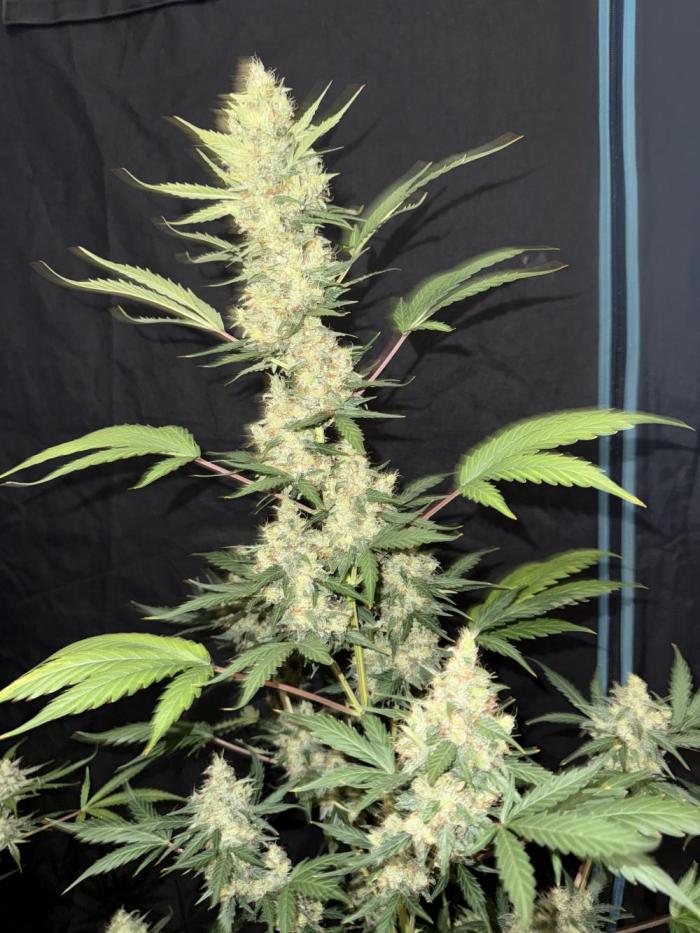 Lemon haze auto 🍋. Week 1