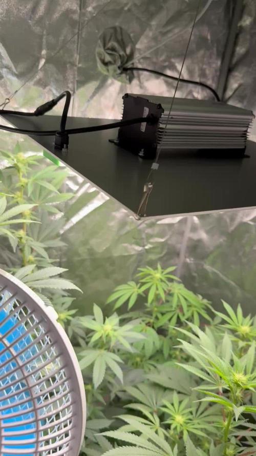 Multistrain indoor box  🌳