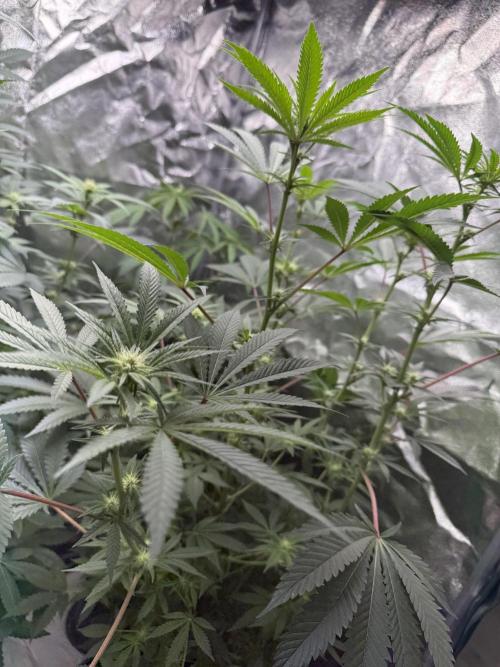 Money maker greenhouse💰. Week 2