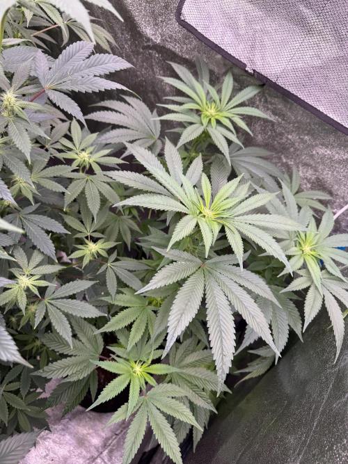 Money maker greenhouse💰. Week 2