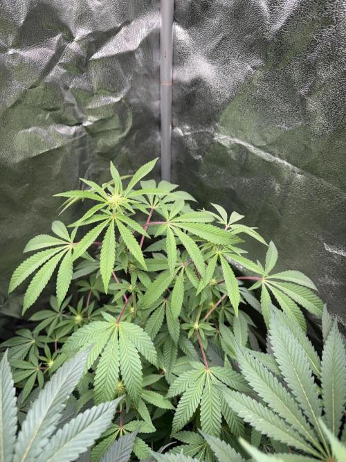 Money maker greenhouse💰. Week 2