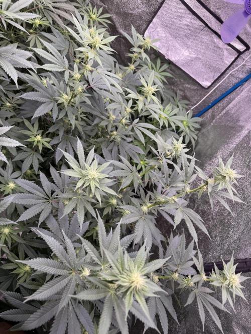 BackpackboyzXBarney’s bubblegum gelato🍧. Week 2