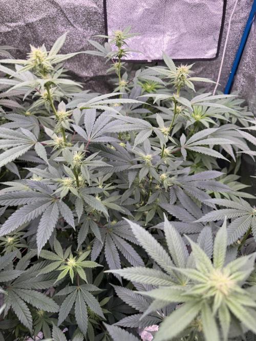 BackpackboyzXBarney’s bubblegum gelato🍧. Week 2