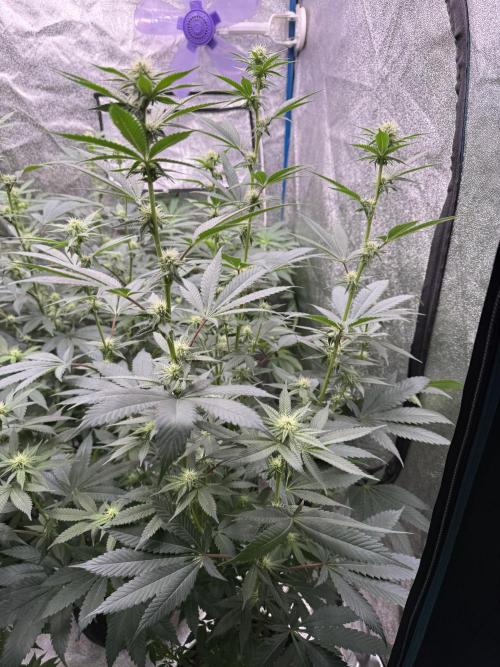 BackpackboyzXBarney’s bubblegum gelato🍧. Week 2