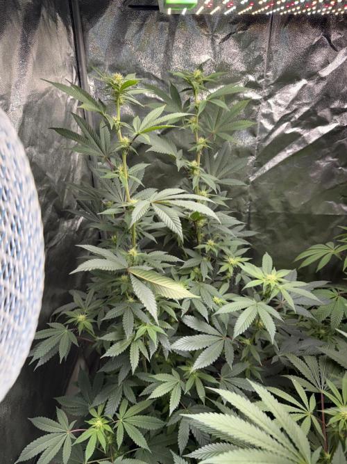BackpackboyzXBarney’s bubblegum gelato🍧. Week 2