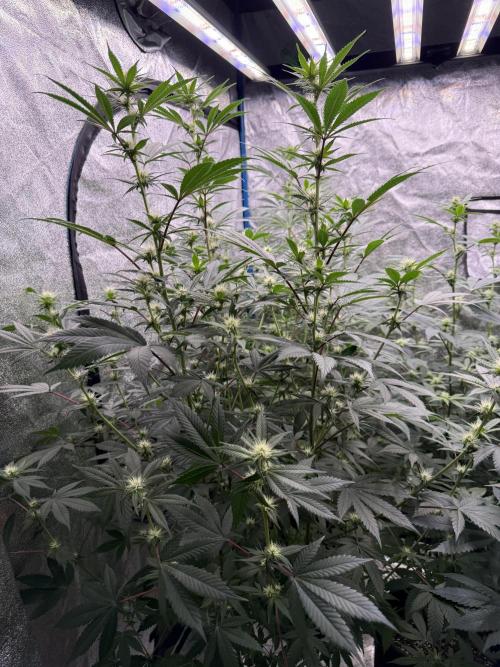 Super boof barney’s farm🍒. Week 2