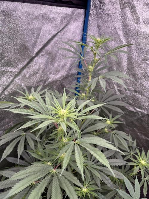 Super boof barney’s farm🍒. Week 2