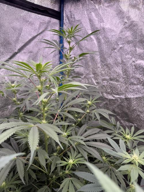 Super boof barney’s farm🍒. Week 2