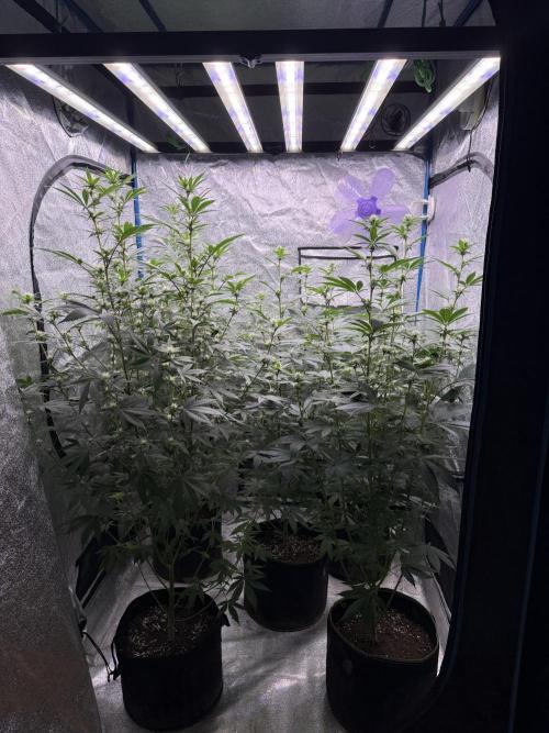 Multistrain indoor box 🌳. Week 1