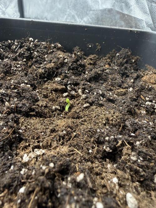 Pink guava F1 Fast Version💨. Week 0