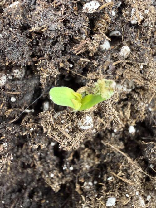 Amaretto tarmac🥧. Week 0