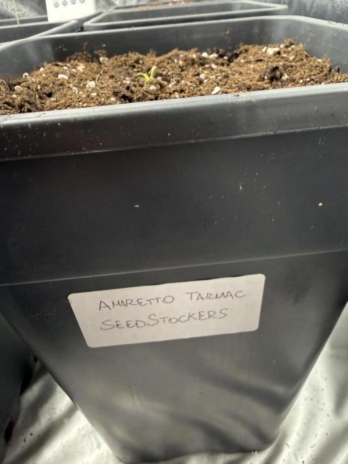 Amaretto tarmac🥧. Week 0