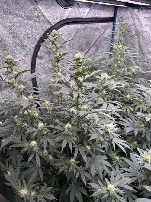 Super boof barney’s farm🍒. Week 3 - 1/2