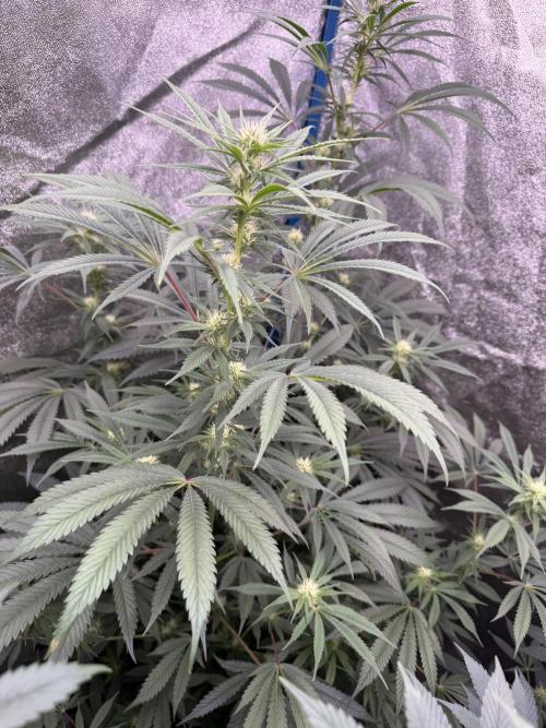 Super boof barney’s farm🍒. Week 3 - 2/2