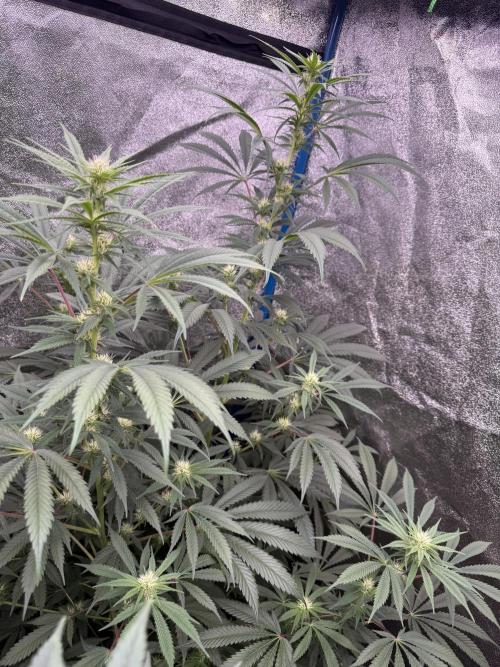 Super Boof. Week 3