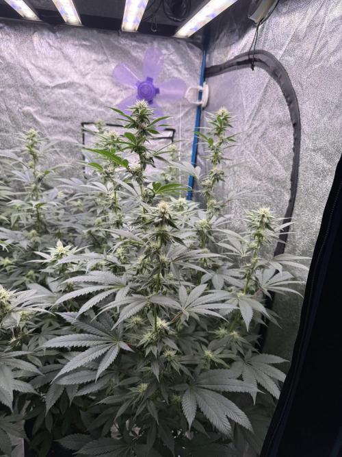 BackpackboyzXBarney’s bubblegum gelato🍧. Week 3