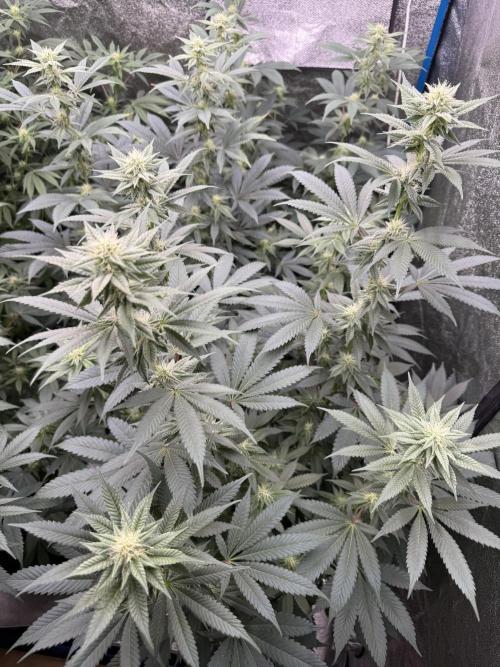 BackpackboyzXBarney’s bubblegum gelato🍧. Week 3