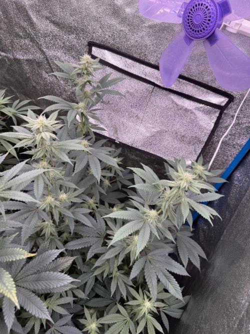 Bubblegum Gelato. Week 3