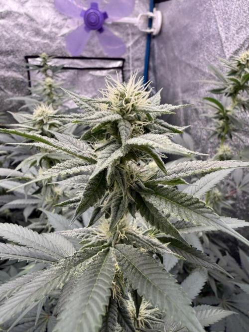 Barney's Farm - Bubblegum Gelato by Fabroking