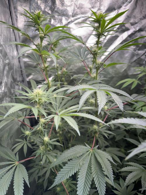 Money maker greenhouse💰. Week 3