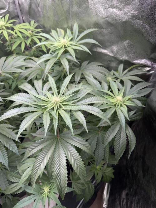 Money maker greenhouse💰. Week 3