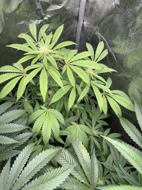 Money maker greenhouse💰. Week 3