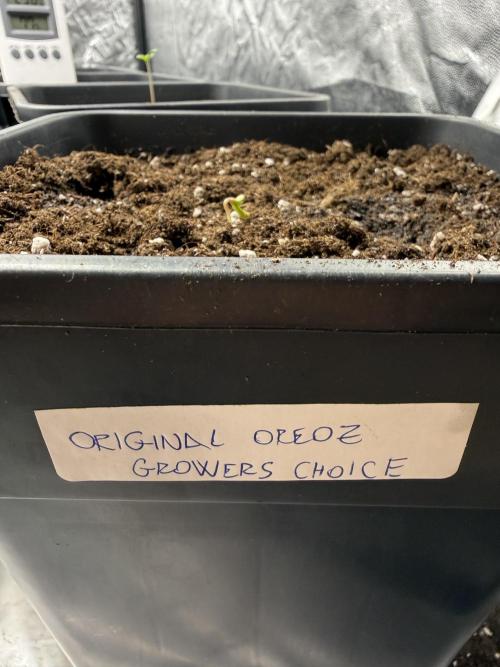 Original OREOZ®️. Week 0
