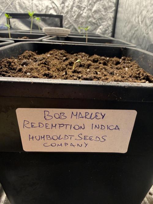 🇯🇲Bob Marley redemption indica🇯🇲. Week 0