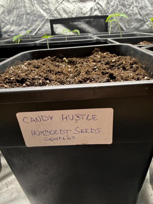 Candy hustle🍬. Week 0