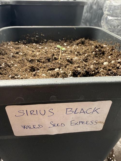 Sirius Black🧙‍♂️. Week 0